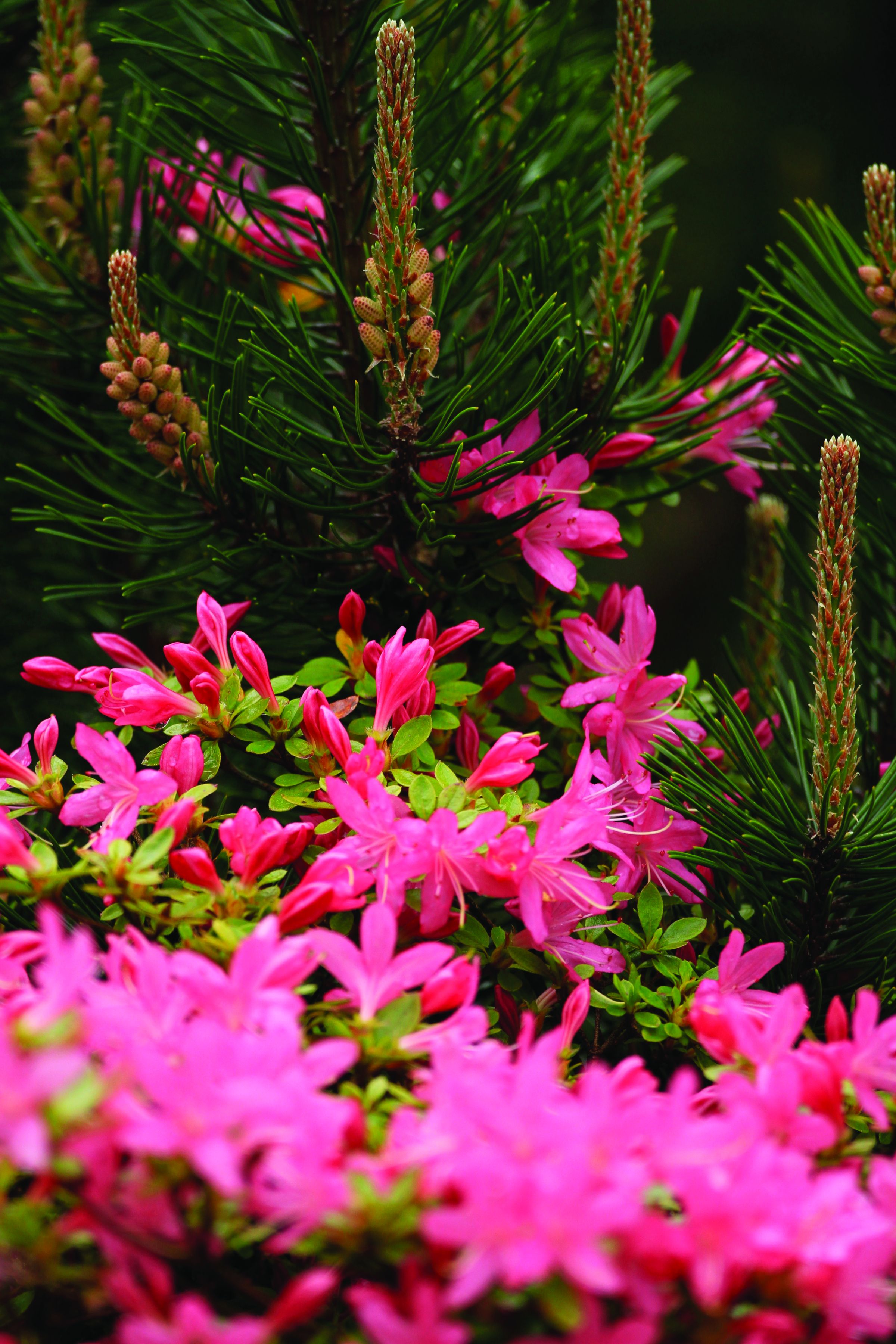 Spring Pink Bloom And Pine